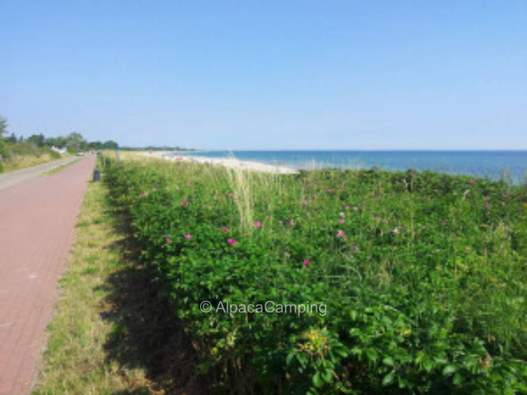 Stellplatz an Wald und Strand #1