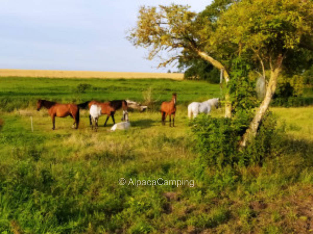 Idyllic meadow next to the Baltic stud #2