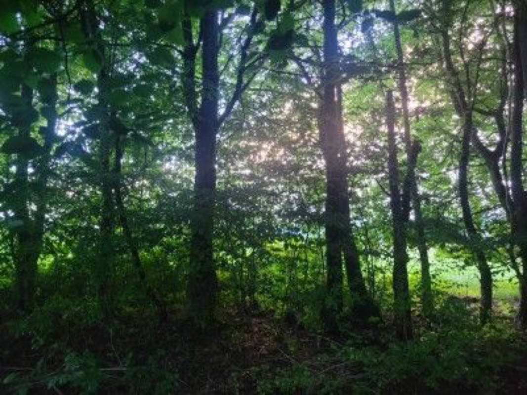 Dein Naturplatz zwischen Wald und Weite