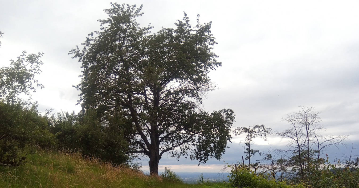 Kirschbaum mit Rheintalblick