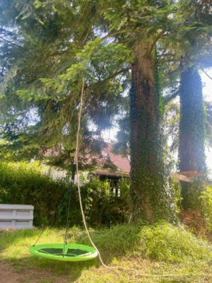Among the Firs in the Rhine-Main Region