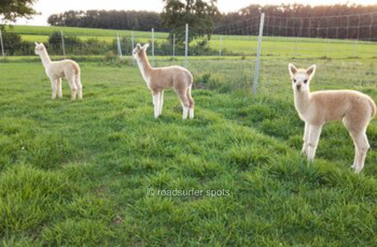 Camping Stellplatz an der Alpaka-Weide