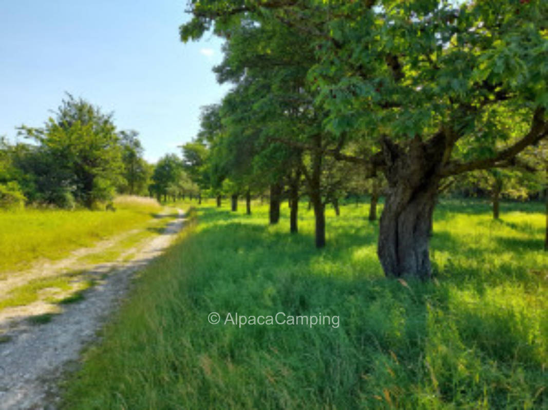 Idyllic meadow orchard at the edge of the Huy forest #3