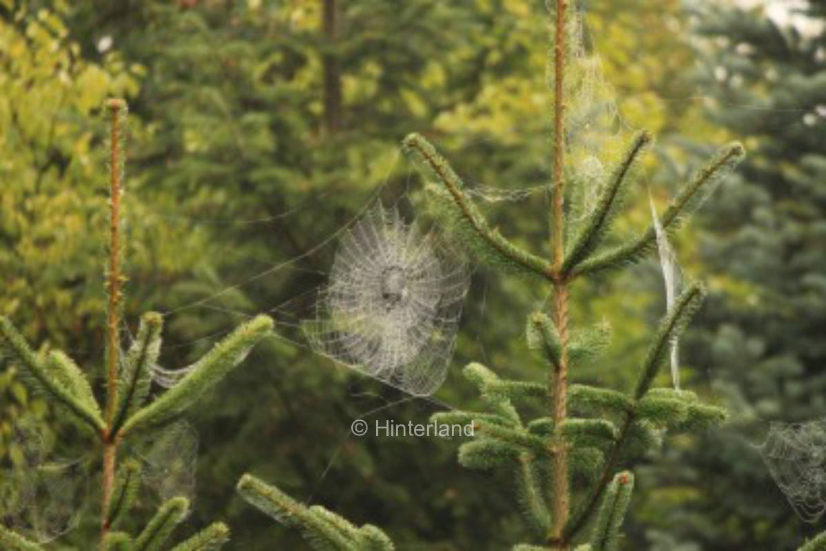 Stellplatz im Zauberwald mitten in der Natur