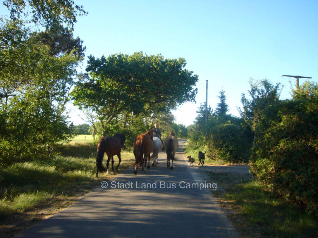 Horse pasture on the Winderthof