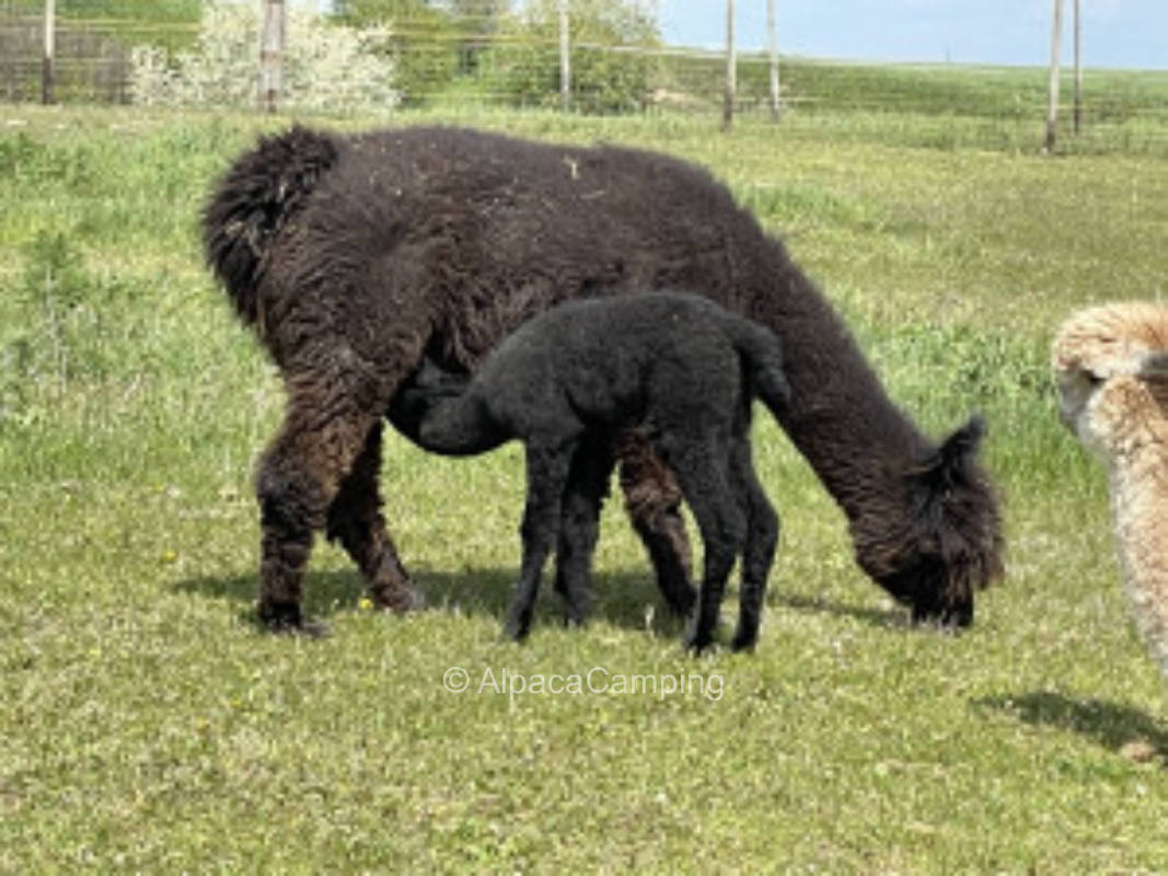 Pitch at the rider / alpaca farm #2