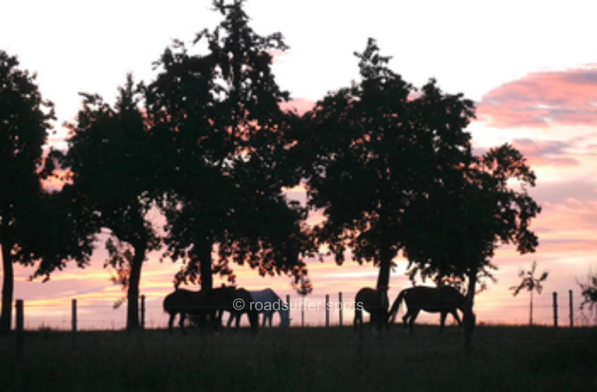 Camping on the horse farm