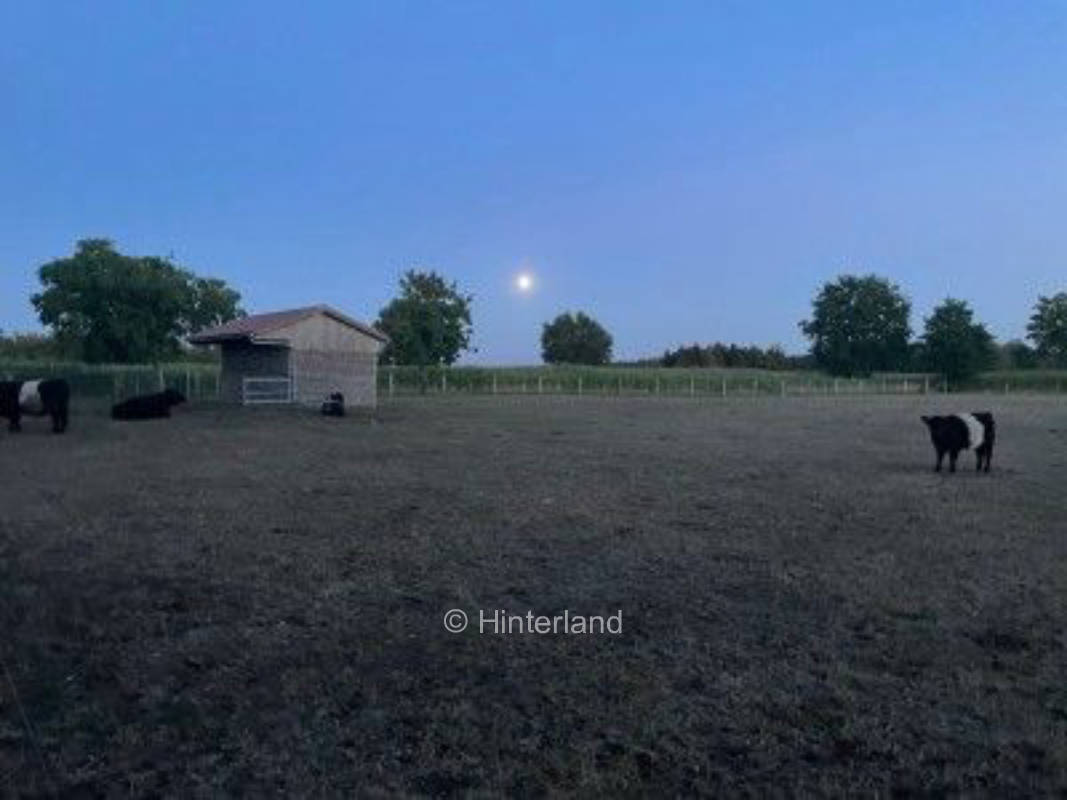 Idylle pur auf kleiner Gallowayfarm