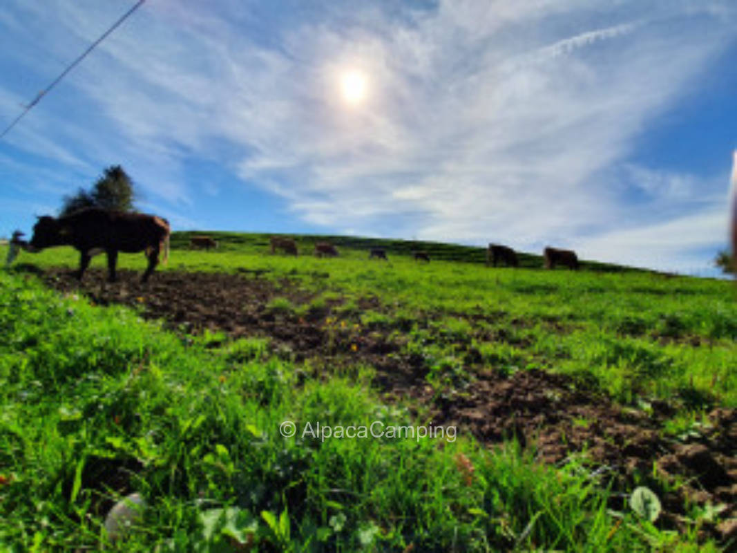 Camping am südlichen Auerberg #2
