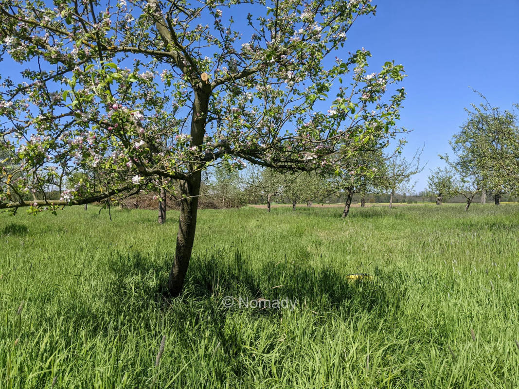 Obstwiese in Alleinlage an der Oder