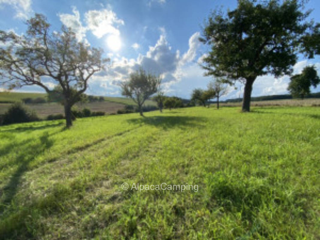 Dreaming in the middle of greenery #2