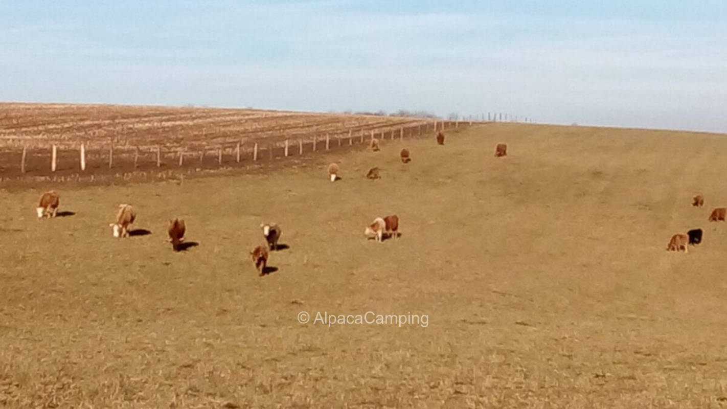 AlpacaCamping 255