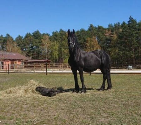 Übernachten auf dem Friesen-Pferdehof 