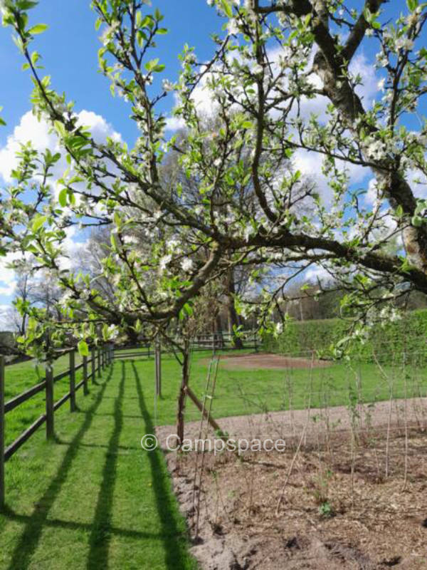 Camping an der Koppel