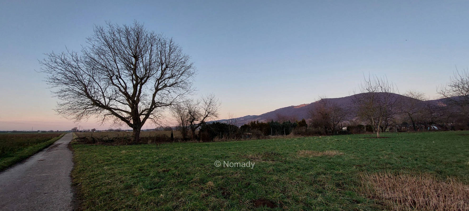 Sunset unterm größten Nussbaum