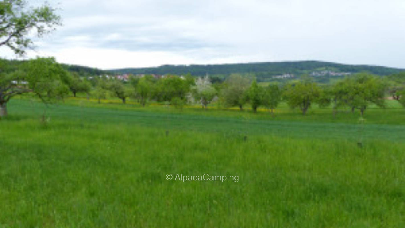 Organic orchard Berglener Höhe #2