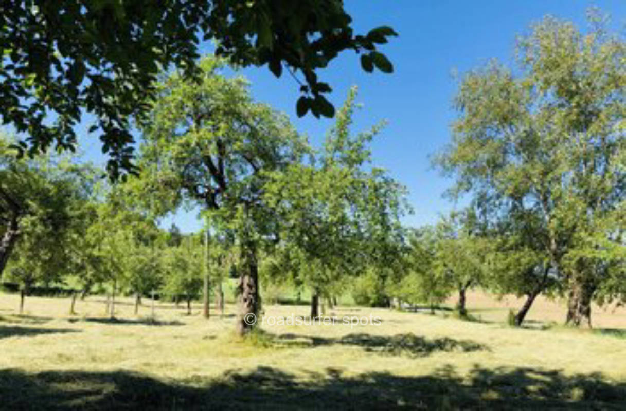 In the orchard in the country