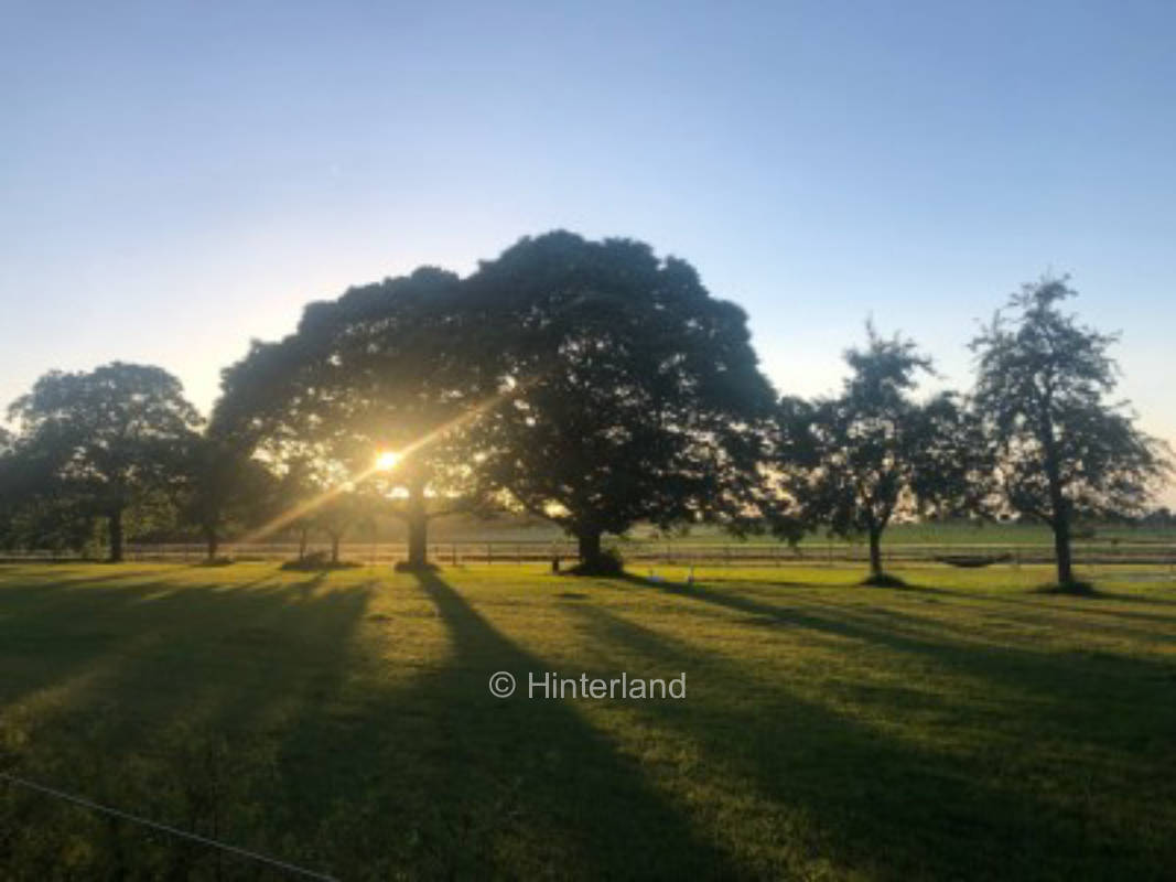 Orchard meadow next to the forest