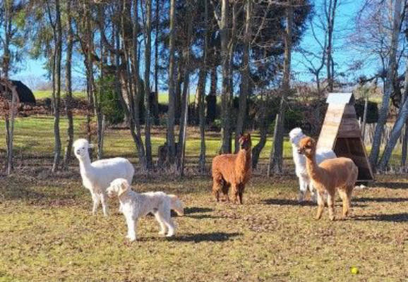 Alpaca Experience Farm in Holstein Switzerland