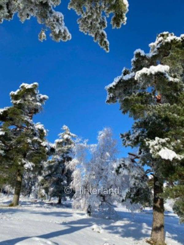 Schwarzwald-Hof genießen - Camping am Bauernhof