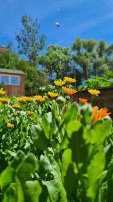 Stellplatz am Waldrand (Campspace 28302)