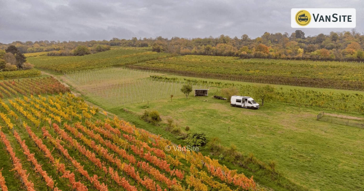 Zwischen Weinbergen und Rheinblick