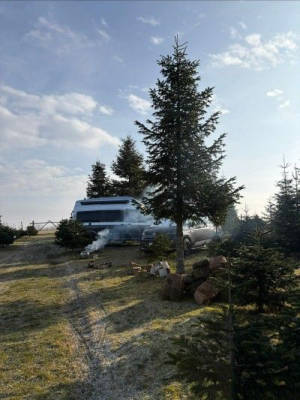 Zwischen Weihnachtsbaum und freier Natur
