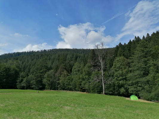 Wiese am bach mitten im nationalpark schwarzwald