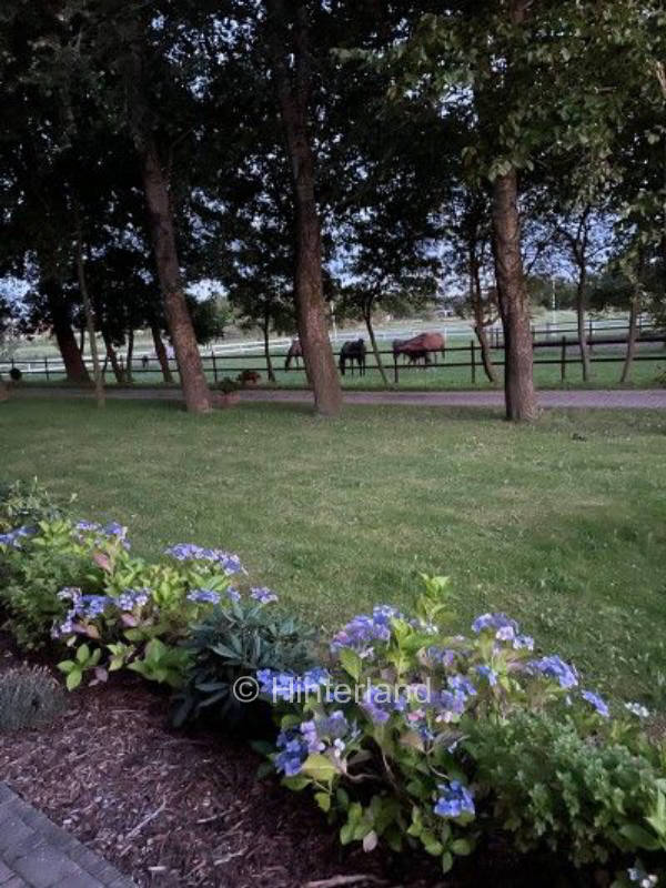 Pferdehof im Norden von Nordfriesland 