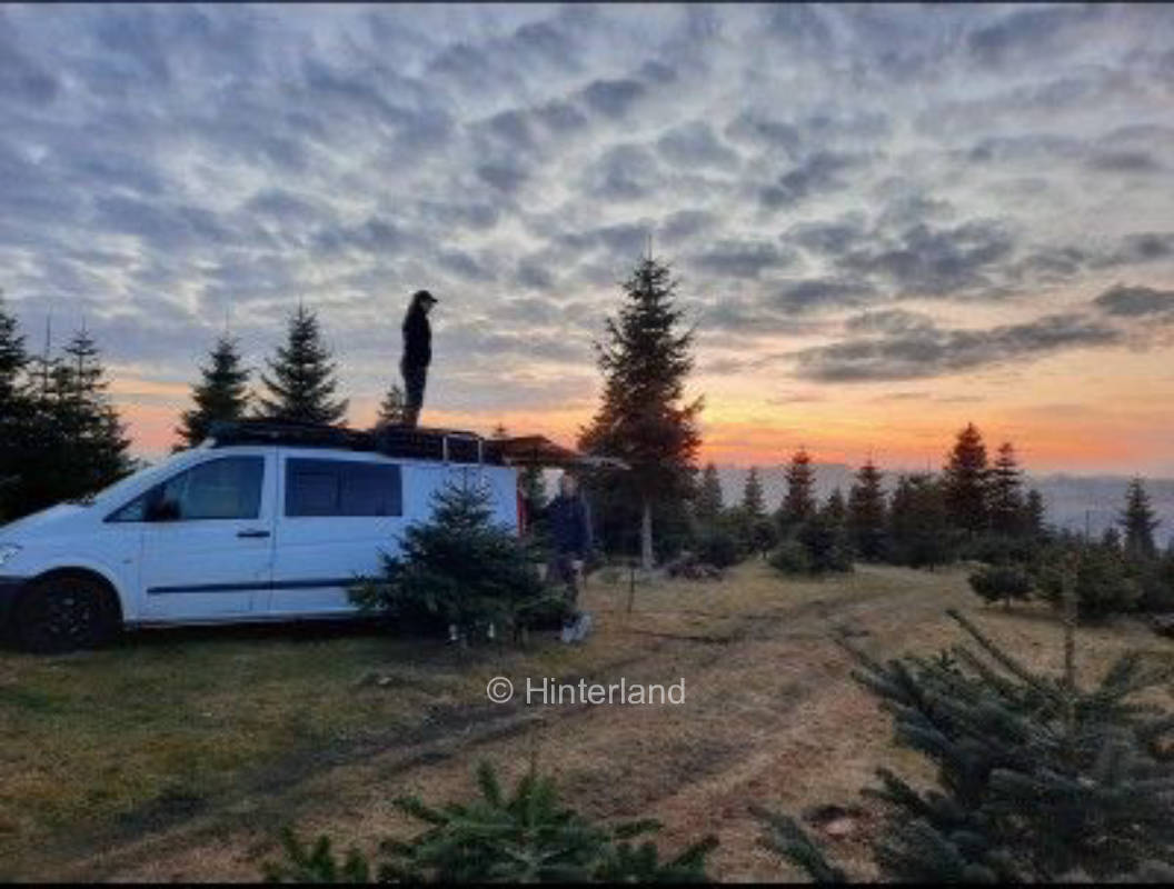 Between Christmas tree and free nature