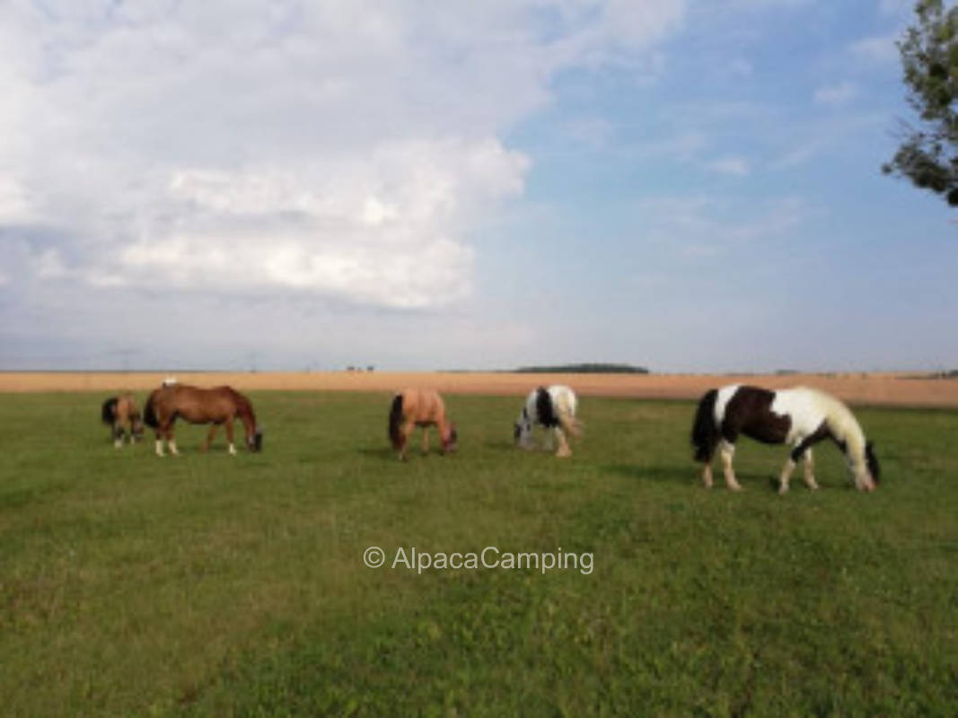 AlpacaCamping 492
