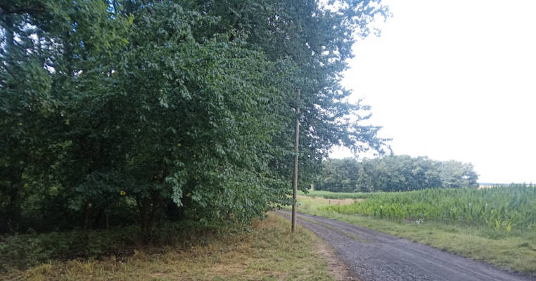 Meadow at the forest edge under oak trees