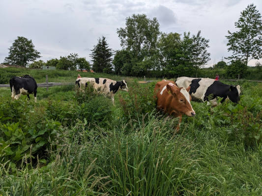Bio bauernhof zum miterleben