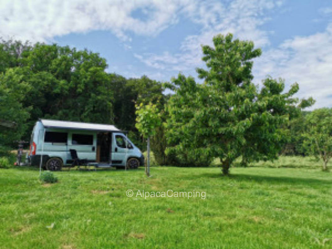 Auf einer idyllischen Wiese umgeben von Bäumen #3