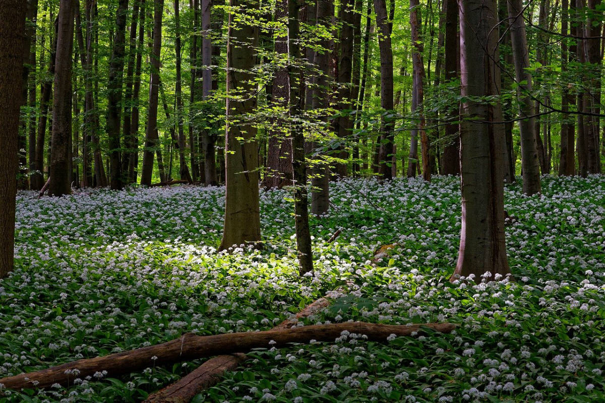Der Thüringer Wald - Ein möglicher Stellplatz?
