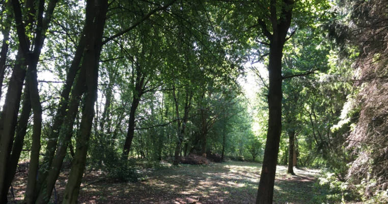 Waldallee mit Wiese
