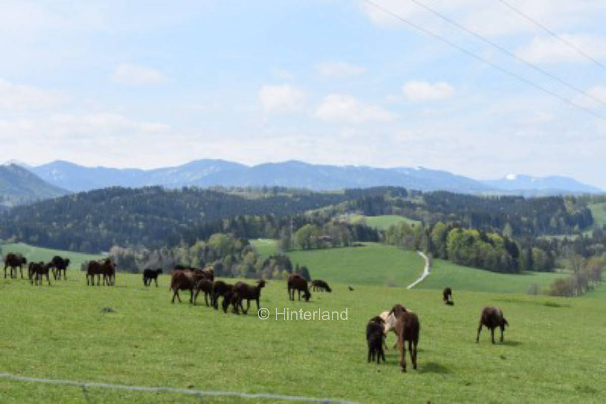 Gut schlafen mit Bergblick im Oberland, privater Stellplatz