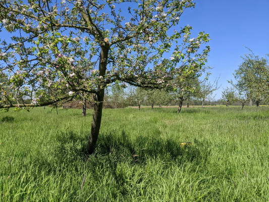 Obstwiese in alleinlage an der oder