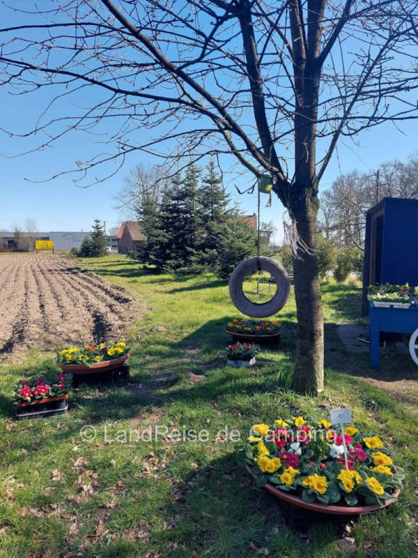 Naturcamping auf unserer Hobby Farm mit Blumenfeld