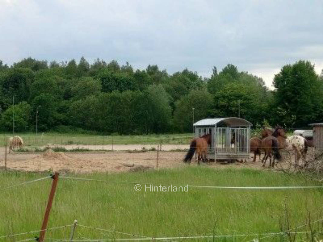 Campen mit Pferden in der Nähe der Ostsee