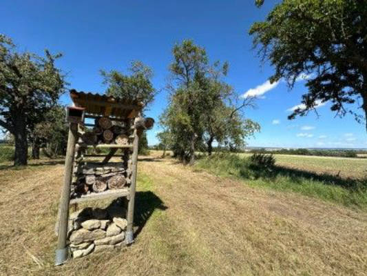 Far from the madding crowd in the orchard meadow