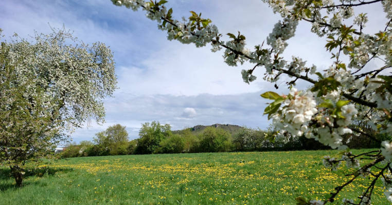 Streuobstwiese am Fuße des Walberlas