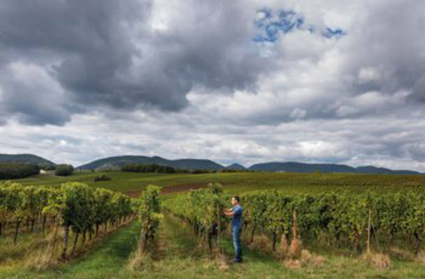 Camping am Rande der Weinberge auf dem Weingut