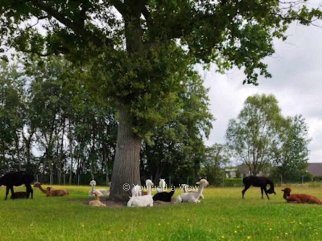 Mit Weitblick im grünen