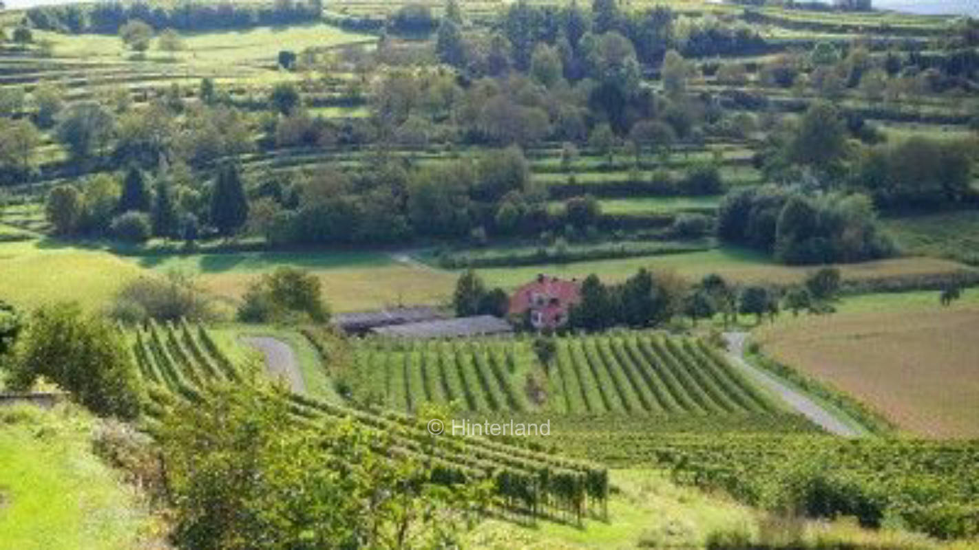 Wiese beim Weinhof - umgeben von Weinbergen