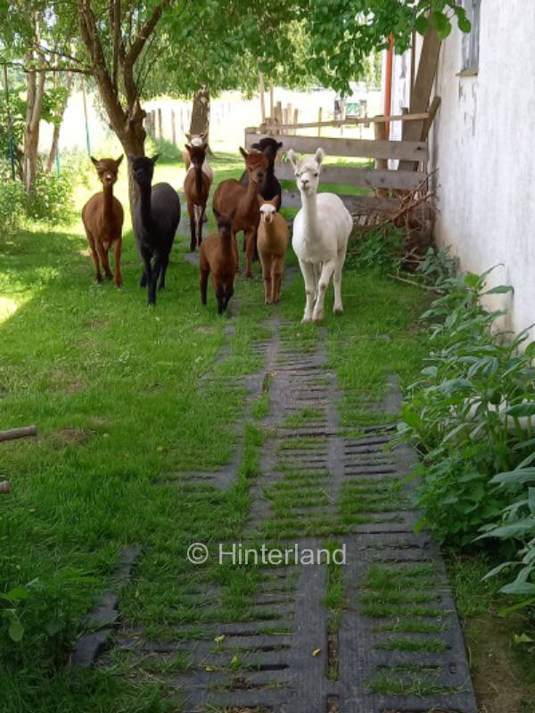 Stellplatz an der Alpakaweide