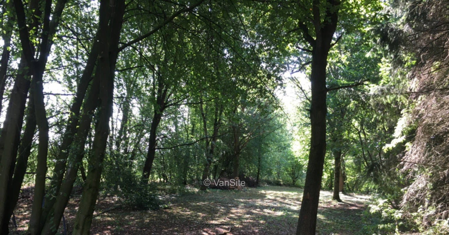Forest avenue with meadow