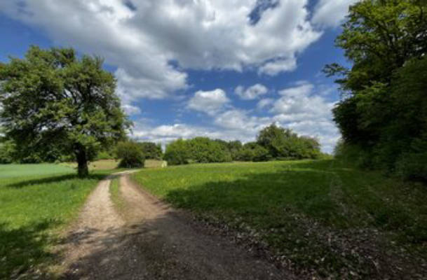 Natural meadow near Gößweinstein/ Nürnberger Kapelle