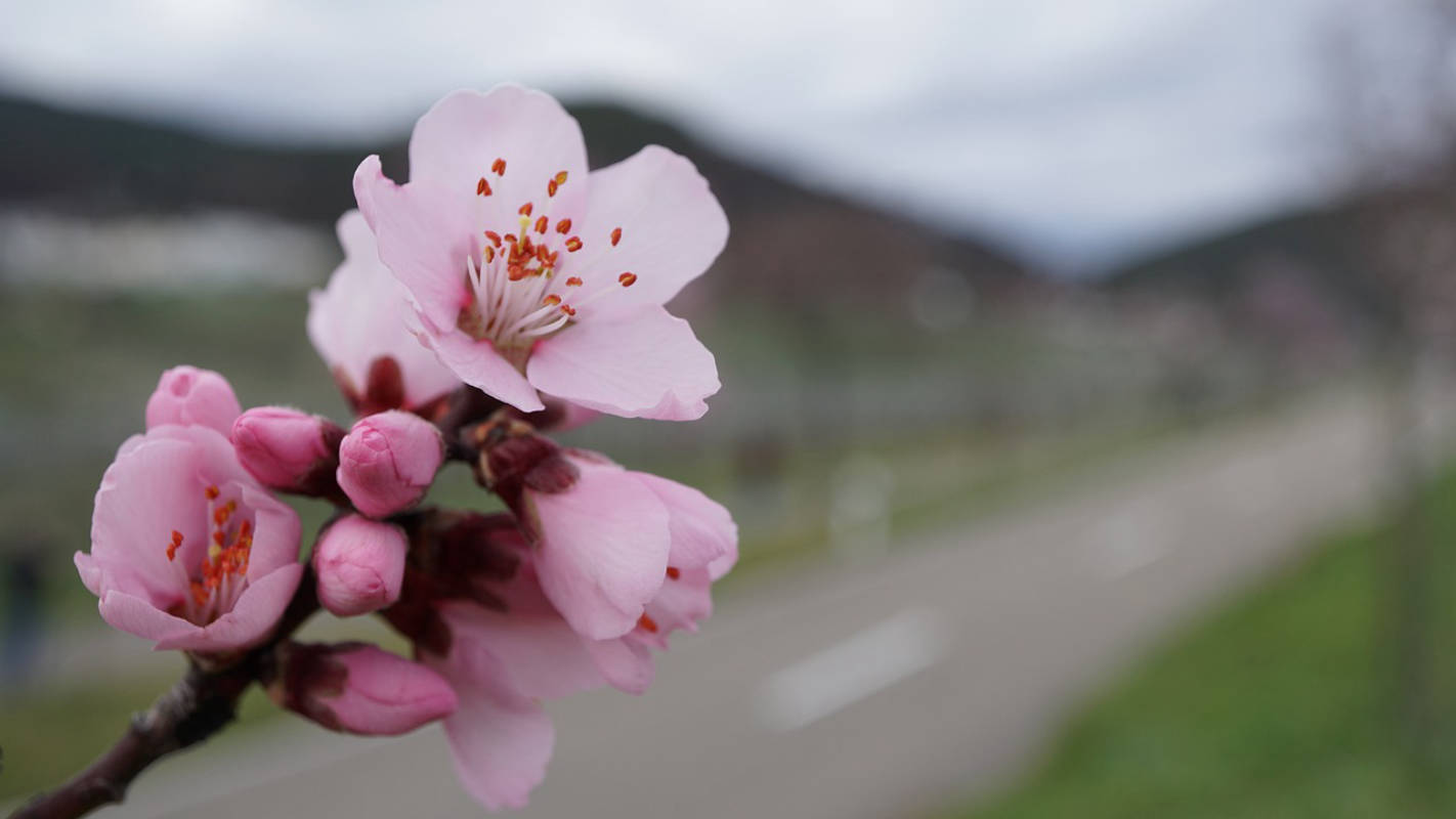 The German Wine Route - A possible pitch?