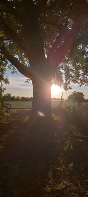 Sunset under the biggest walnut tree